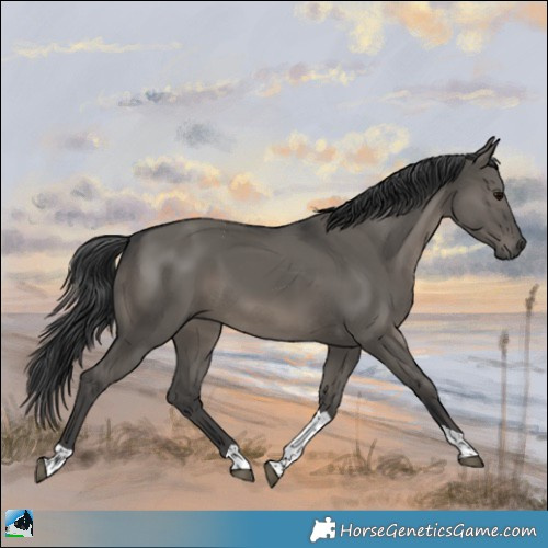 Horse Color:Grullo Tobiano Rabicano 