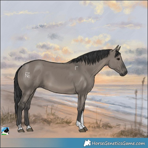 Horse Color:Grullo Tobiano Rabicano