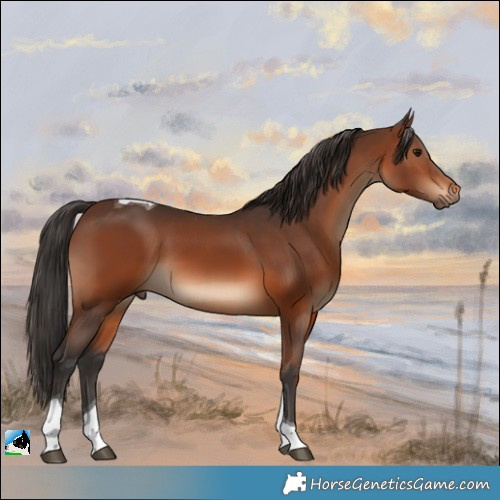 Horse Color:Brown Tobiano Rabicano 