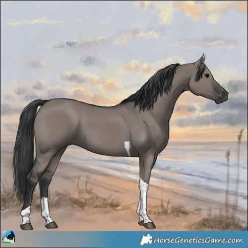 Horse Color:Grullo Tobiano Rabicano 
