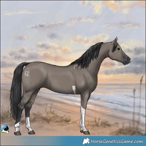 Horse Color:Grullo Tobiano Rabicano