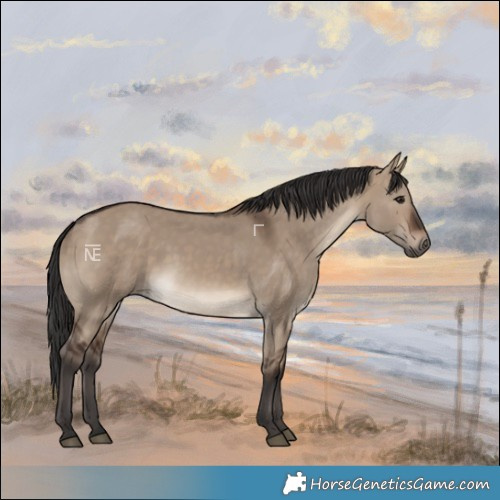 Horse Color:Brown Dun Rabicano