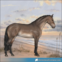 Horse Color:Brown Dun Rabicano 