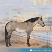Horse Color:Brown Dun Rabicano 