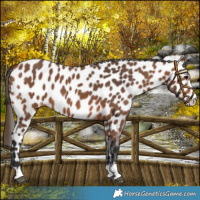 Horse Color:Bay Leopard 