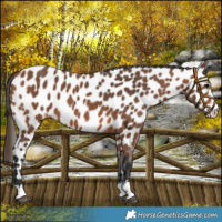 Horse Color:Bay Appaloosa 