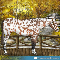 Horse Color:Bay Appaloosa