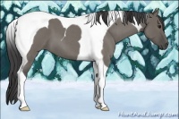 Horse Color:Smoky Grullo Roan Tobiano