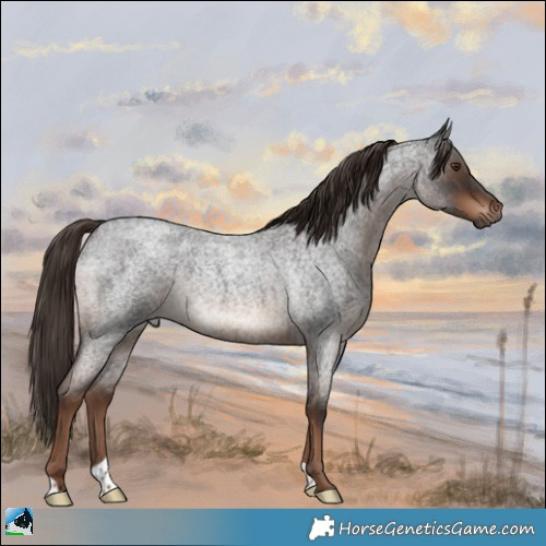 Horse Color:Liver Red Roan Rabicano 