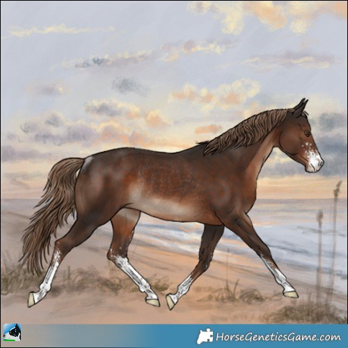 Horse Color:Liver Chestnut Sabino Rabicano 