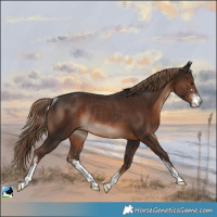 Horse Color:Liver Chestnut Sabino Rabicano
