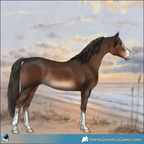 Horse Color:Liver Chestnut Sabino Rabicano 