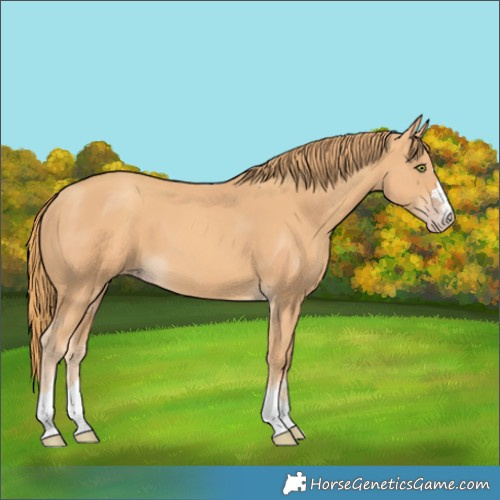 Horse Color:Gold Champagne 