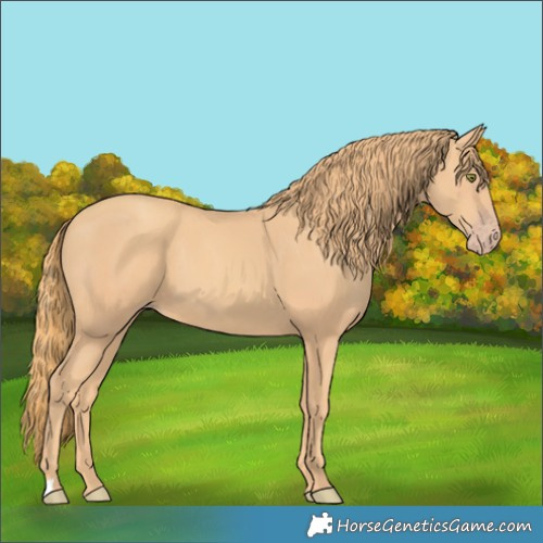 Horse Color:Gold Champagne 