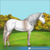 Horse Color:Gray Chestnut