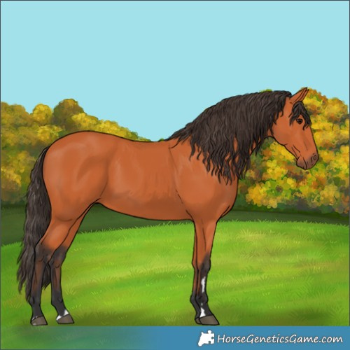 Horse Color:Bay 