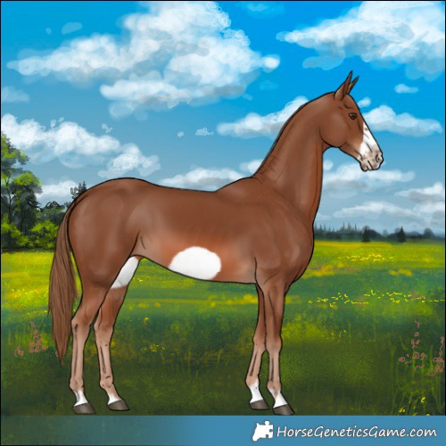 Horse Color:Chestnut Frame 