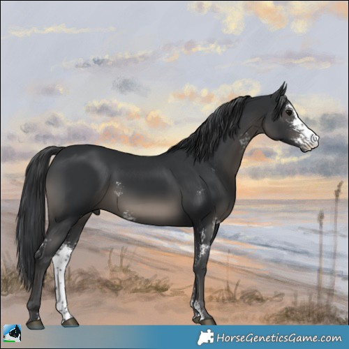 Horse Color:Black Sabino Rabicano 