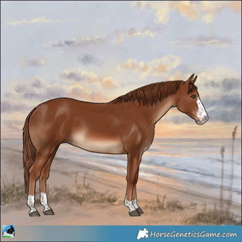 Horse Color:Chestnut Rabicano