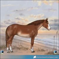 Horse Color:Chestnut Rabicano