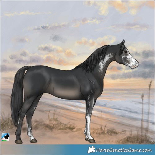 Horse Color:Black Sabino Rabicano
