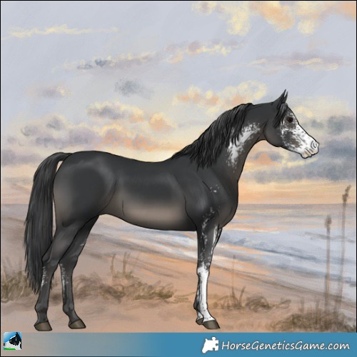 Horse Color:Black Sabino Rabicano 