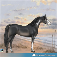 Horse Color:Black Sabino Rabicano 