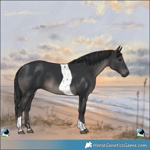 Horse Color:Black Tobiano Rabicano