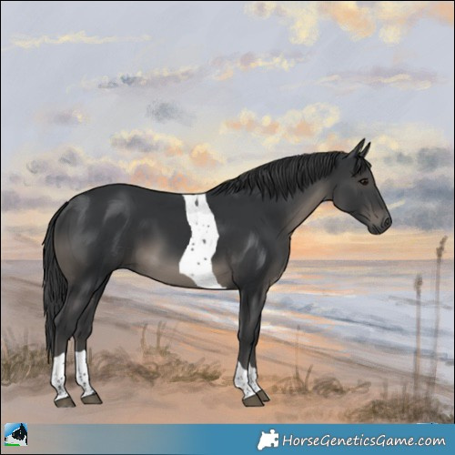 Horse Color:Black Tobiano Rabicano 