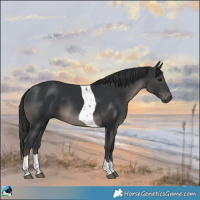 Horse Color:Black Tobiano Rabicano 