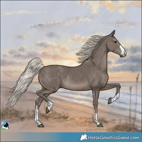 Horse Color:Silver Black Rabicano
