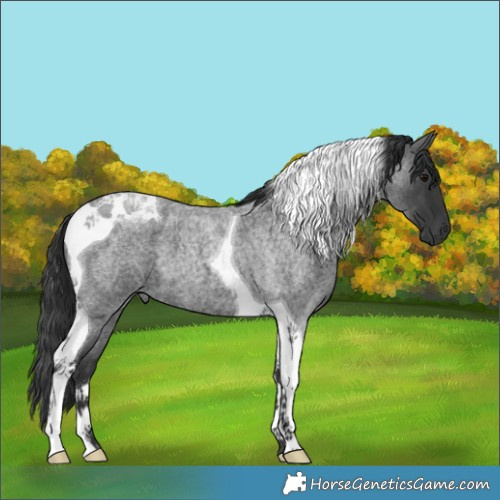 Horse Color:Blue Roan Tobiano
