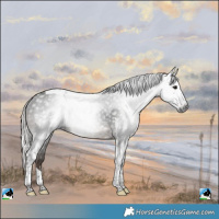 Horse Color:Gray Silver Black Tobiano Rabicano 