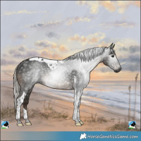 Horse Color:Gray Silver Black Tobiano Rabicano 