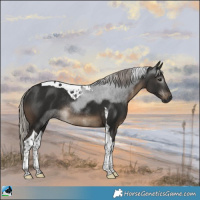 Horse Color:Gray Silver Black Tobiano Rabicano 