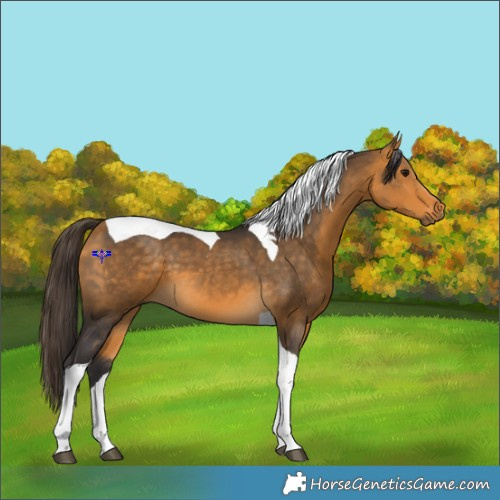 Horse Color:Buckskin Tobiano 