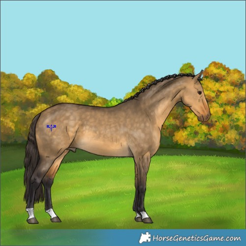 Horse Color:Buckskin Dun 