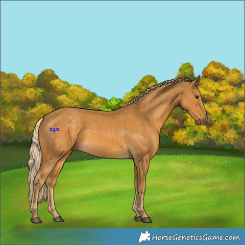 Horse Color:Palomino 