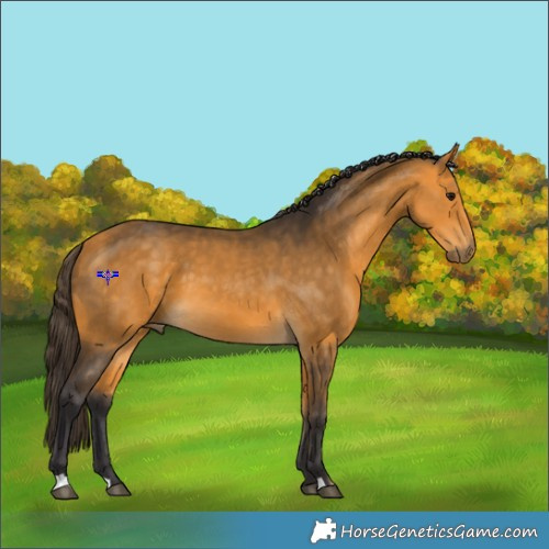 Horse Color:Buckskin 