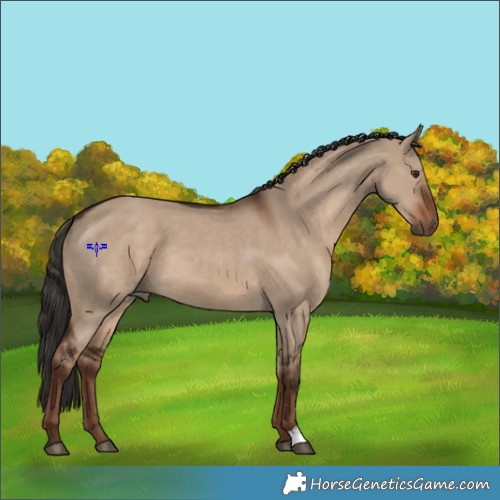 Horse Color:Liver Red Dun 