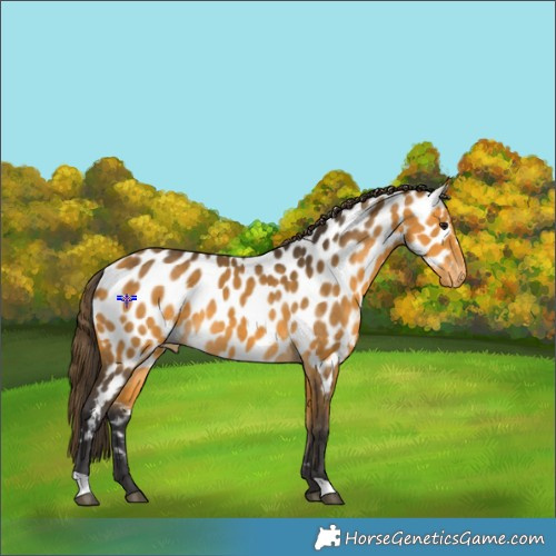 Horse Color:Buckskin Appaloosa 
