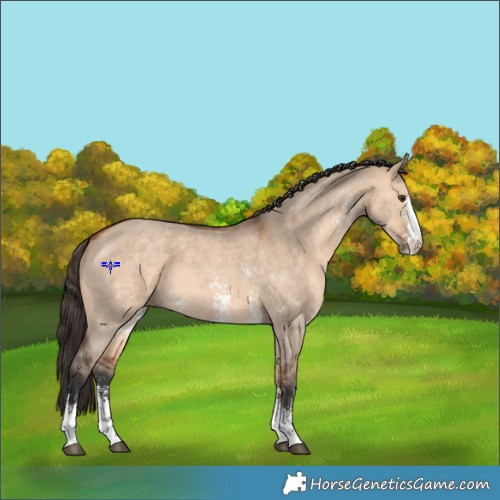 Horse Color:Bay Dun Sabino 