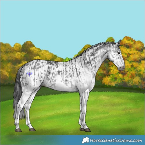 Horse Color:Gray White Spotted Black  and Gray White Spotted Black 