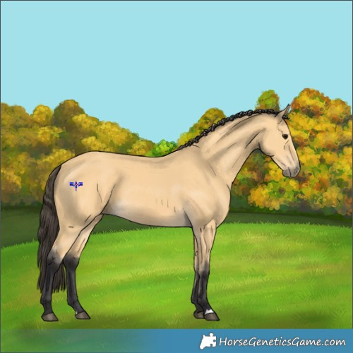Horse Color:Buckskin 