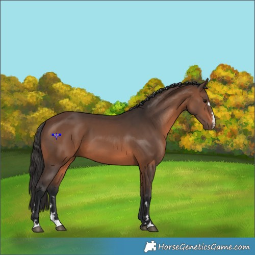 Horse Color:Brown 