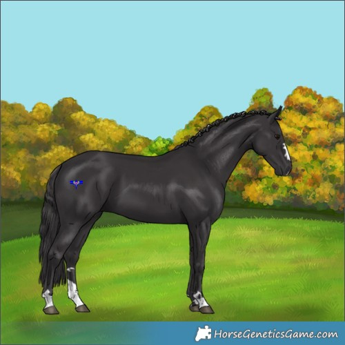 Horse Color:Smoky Black 
