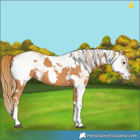 Horse Color:Chestnut  and White Spotted Chestnut 