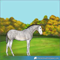 Horse Color:Buckskin Roan Splash 