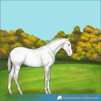 Horse Color:White Spotted Cremello Dun Appaloosa 