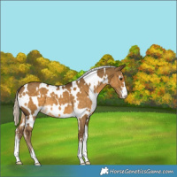 Horse Color:White Spotted Chocolate Palomino Dun 
